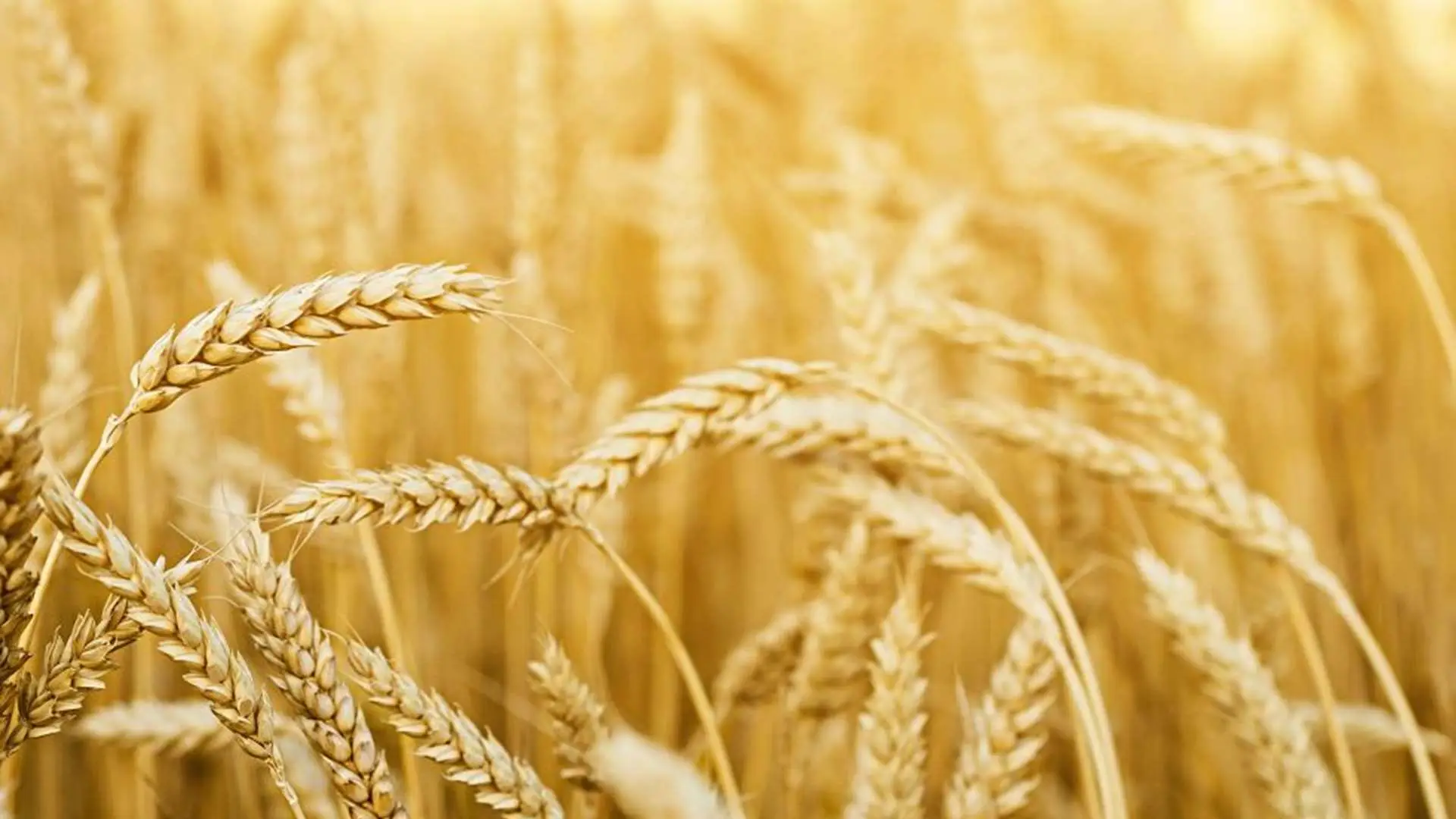 organik-organomineral-gubre-10