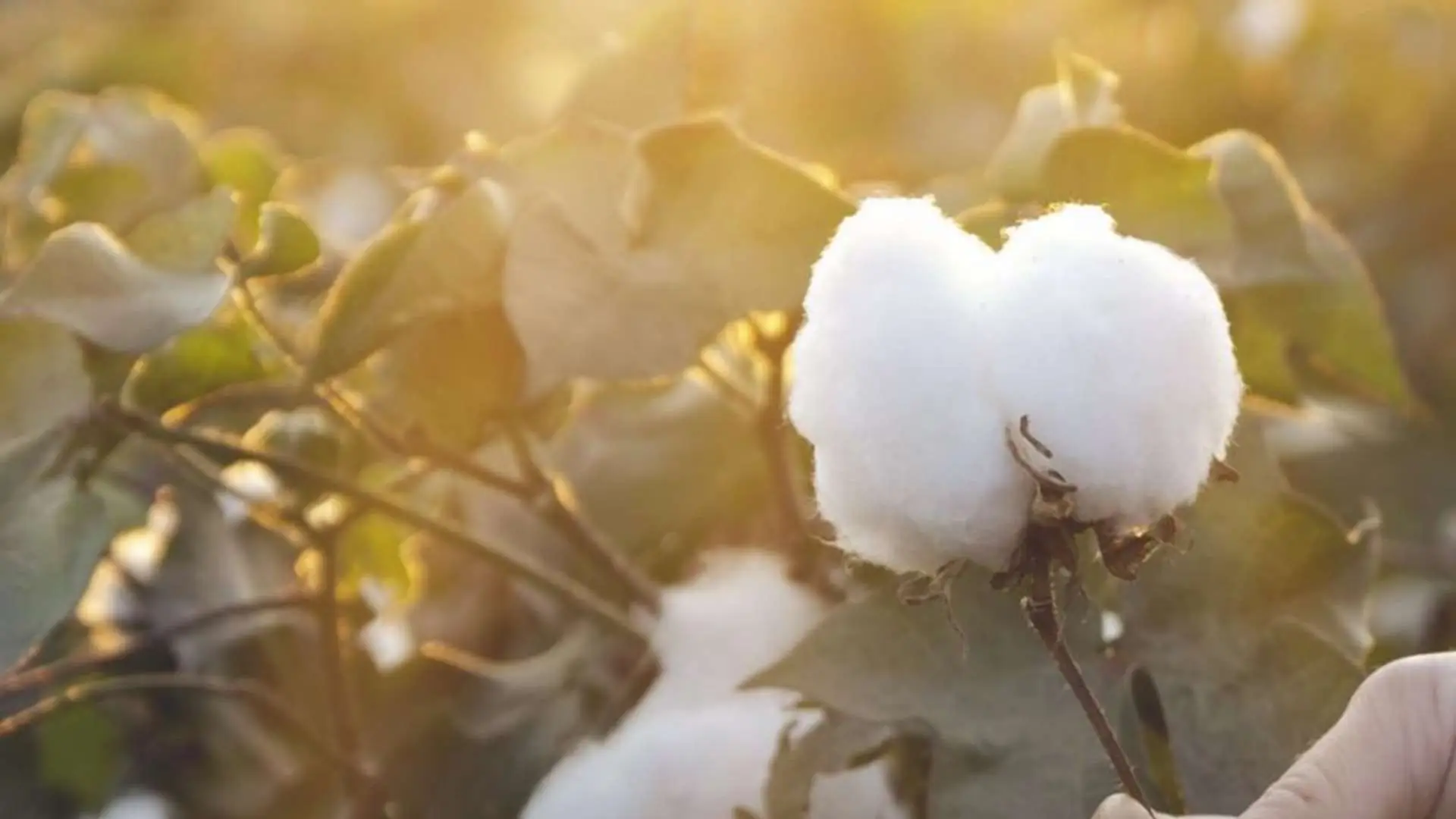 organik-organomineral-gubre-9